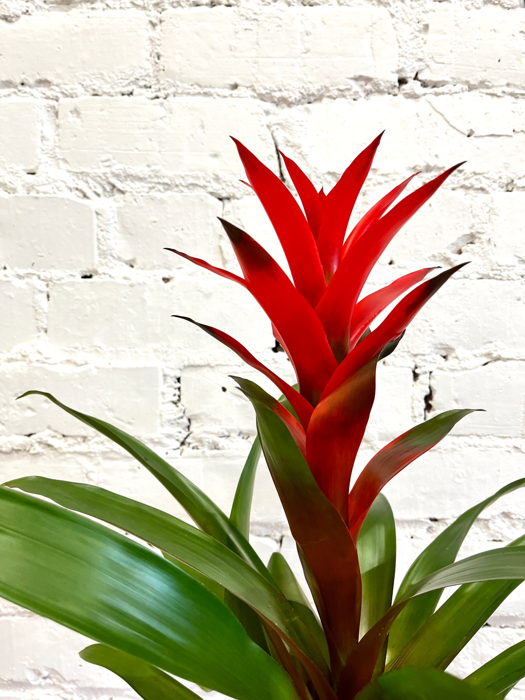 Guzmania