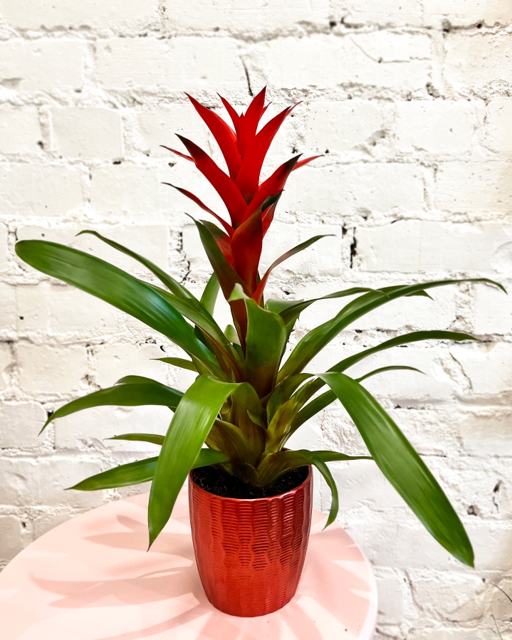 Guzmania