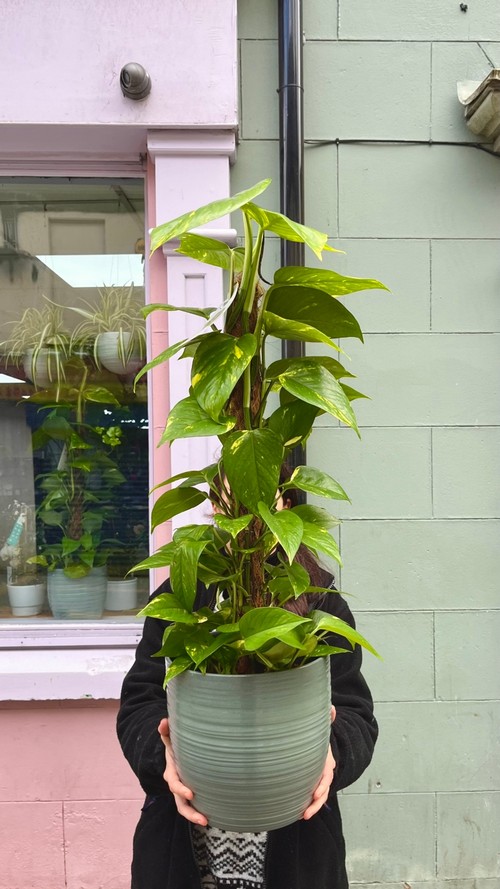 Scindapsus (Pothos) in Ceramic Pot