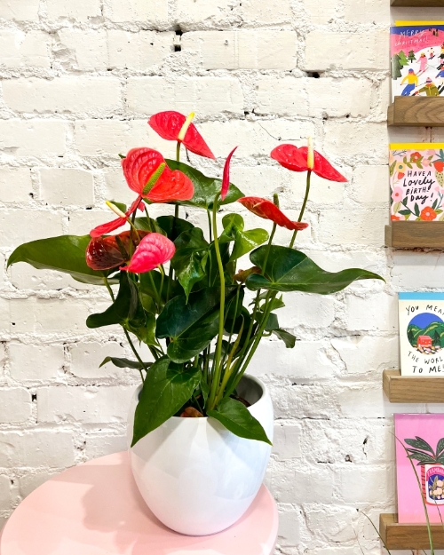 Anthurium in pot