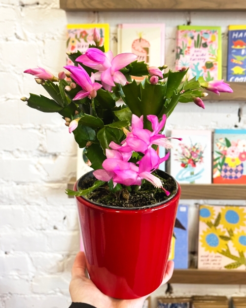 Christmas Cacti in pot